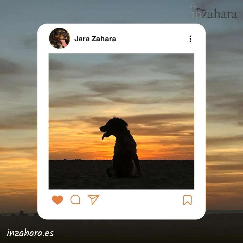 vista-perro-zahara